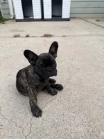 Baby Boy, a male French Bulldog for sale in Bonney Lake, WA – 1 of 7
