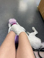 started on service training, a male Poodle - Standard  for sale in Pensacola, FL – 2 of 4