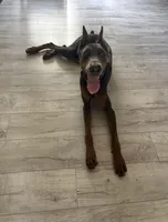 CKC BLUE TRAINED, a male Doberman Pinscher for sale in Mobile, AL – 2 of 3