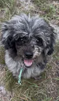 Tiny poodle boy, a male Poodle - Miniature  for sale in Pensacola, FL – 4 of 4