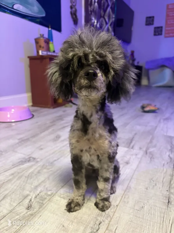 Tiny poodle boy – Poodle - Miniature  puppy for sale in Pensacola, FL