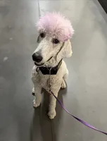 started on service training, a male Poodle - Standard  for sale in Pensacola, FL – 4 of 4