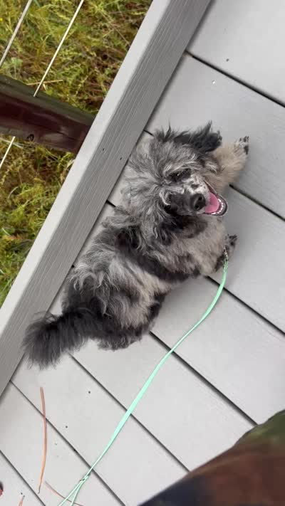 tiny poodle , a male Poodle - Miniature  for sale in Pensacola, FL – 3 of 3