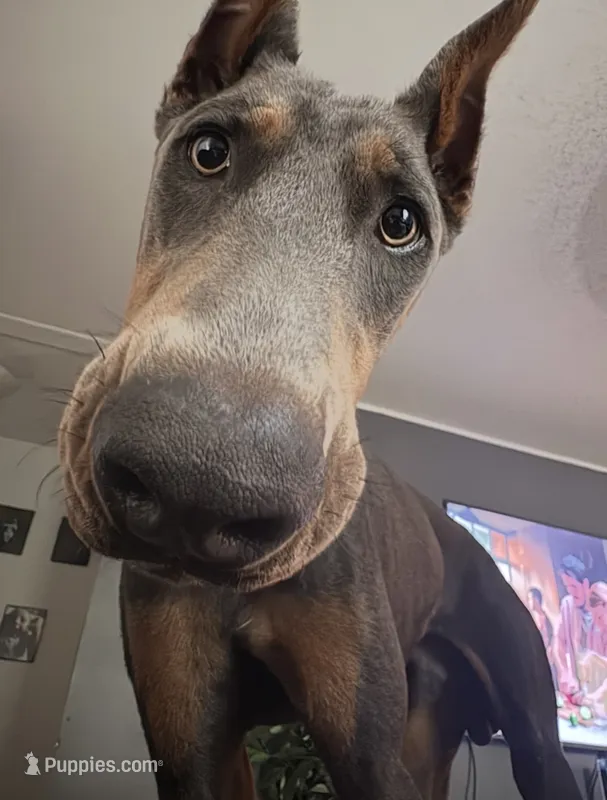 CKC BLUE TRAINED – Doberman Pinscher puppy for sale in Mobile, AL