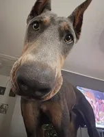 CKC BLUE TRAINED, a male Doberman Pinscher for sale in Mobile, AL – 1 of 3