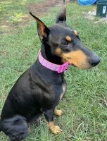 Queen, a female Doberman Pinscher for sale in Pensacola, FL – 3 of 4