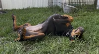 Queen, a female Doberman Pinscher for sale in Pensacola, FL – 4 of 4