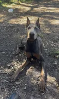 CKC BLUE TRAINED, a male Doberman Pinscher for sale in Mobile, AL – 3 of 3