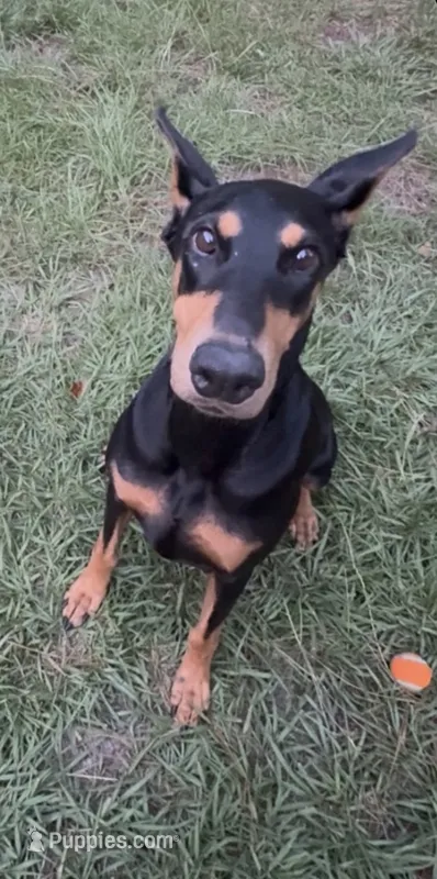 Queen – Doberman Pinscher puppy for sale in Pensacola, FL