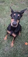 Queen, a female Doberman Pinscher for sale in Pensacola, FL – 1 of 4