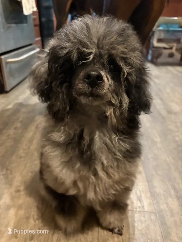 tiny poodle  – Poodle - Miniature  puppy for sale in Pensacola, FL