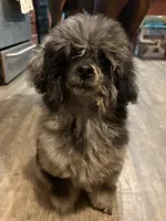 Tiny poodle boy, a male Poodle - Miniature  for sale in Pensacola, FL – 2 of 4