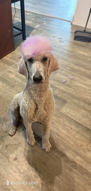 purple poodle  – Poodle - Standard  puppy for sale in Pensacola, FL