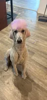 purple poodle , a male Poodle - Standard  for sale in Pensacola, FL – 1 of 2