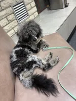 tiny poodle , a male Poodle - Miniature  for sale in Pensacola, FL – 2 of 3