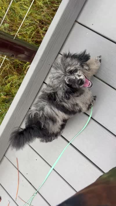tiny cutie, a male Poodle - Toy  for sale in Mobile, AL – 3 of 3