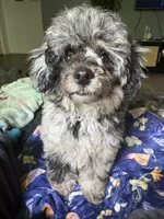 Tiny poodle boy, a male Poodle - Miniature  for sale in Pensacola, FL – 3 of 4