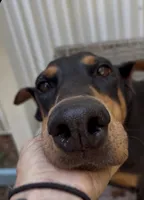 Queen, a female Doberman Pinscher for sale in Pensacola, FL – 2 of 4