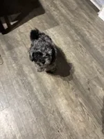 tiny cutie, a male Poodle - Miniature  for sale in Pensacola, FL – 4 of 4