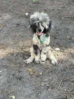 tiny cutie, a male Poodle - Toy  for sale in Mobile, AL – 2 of 3
