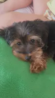 Mila, a female Yorkshire Terrier and Poodle - Miniature  for sale in Jacksonville, FL – 9 of 9