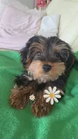 Mila, a female Yorkshire Terrier and Poodle - Miniature  for sale in Jacksonville, FL – 6 of 9