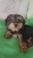 Mila, a female Yorkshire Terrier and Poodle - Miniature  for sale in Jacksonville, FL – 5 of 9