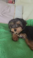 Mila, a female Yorkshire Terrier and Poodle - Miniature  for sale in Jacksonville, FL – 3 of 9