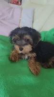 Mila, a female Yorkshire Terrier and Poodle - Miniature  for sale in Jacksonville, FL – 8 of 9