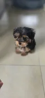 Mila, a female Yorkshire Terrier and Poodle - Miniature  for sale in Jacksonville, FL – 4 of 9