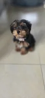 Mila, a female Yorkshire Terrier and Poodle - Miniature  for sale in Jacksonville, FL – 7 of 9