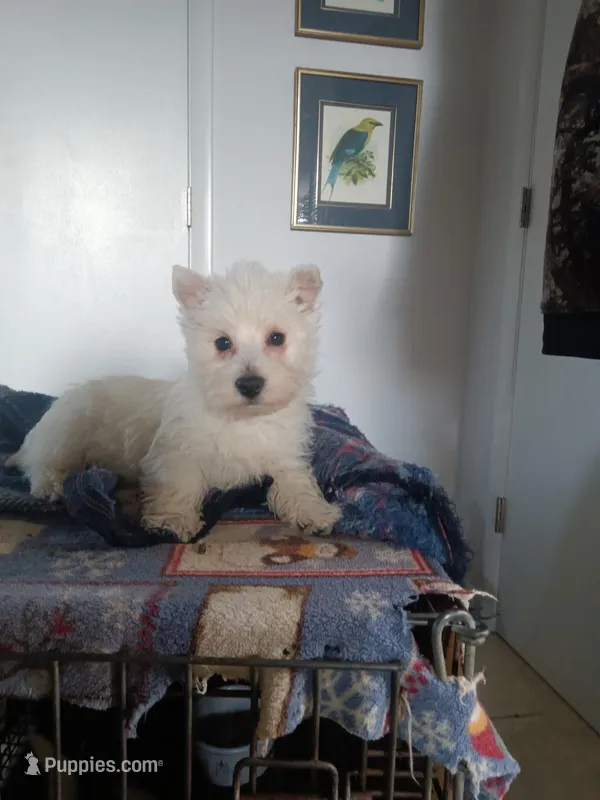 Jack – West Highland White Terrier puppy for sale in Bernville, PA
