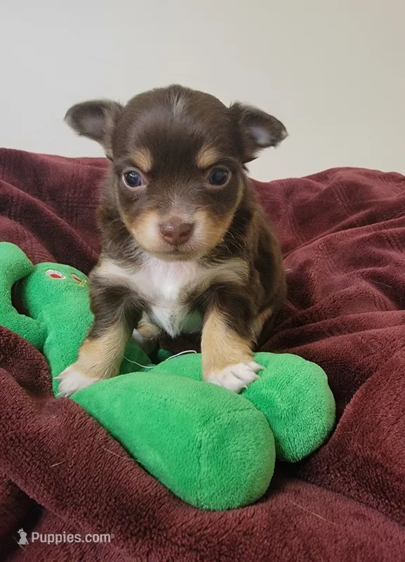 Doc – Chihuahua puppy for sale in Blue Lake, CA