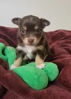 Doc, a male Chihuahua for sale in Blue Lake, CA – 1 of 1