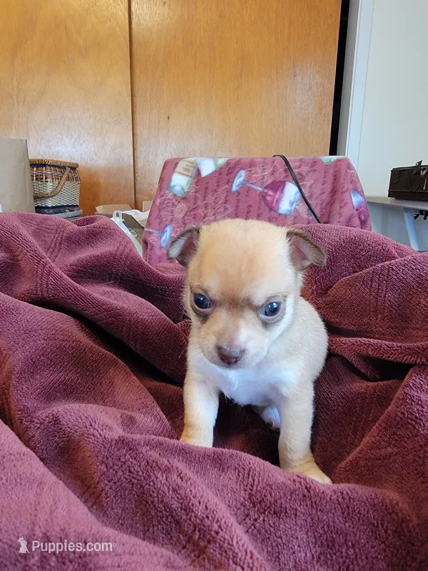 Max – Chihuahua, Pomeranian puppy for sale in Blue Lake, CA