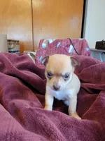 Max, a male Chihuahua and Pomeranian for sale in Blue Lake, CA – 1 of 1