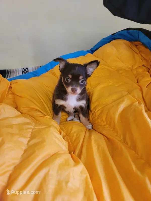 Doc – Chihuahua puppy for sale in Blue Lake, CA