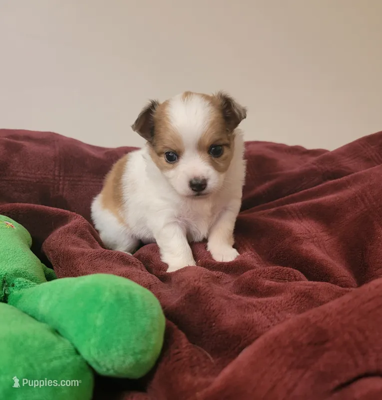 Kobe – Chihuahua puppy for sale in Blue Lake, CA