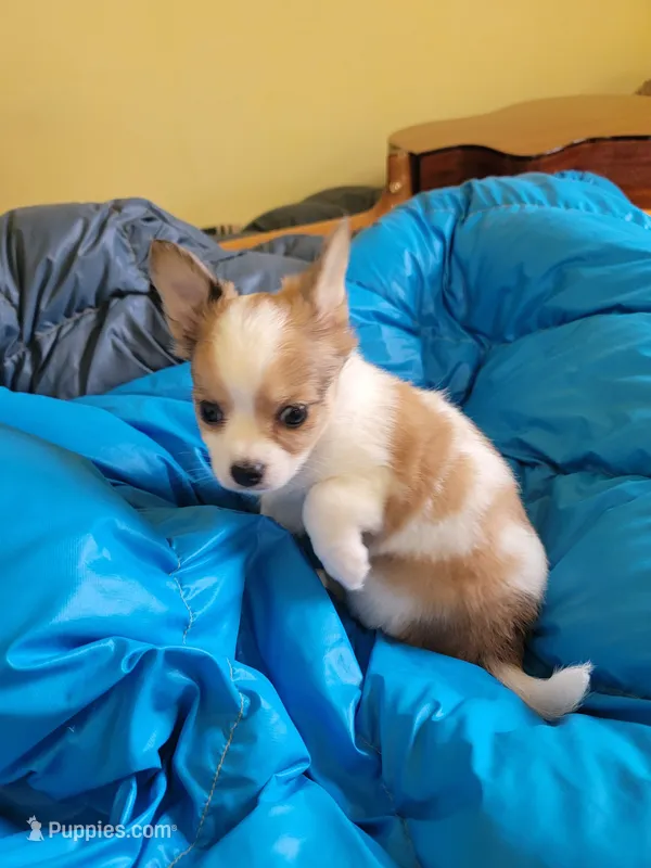 Kobe – Chihuahua puppy for sale in Blue Lake, CA