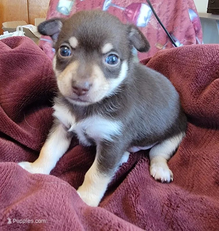 Bear – Chihuahua, Pomeranian puppy for sale in Blue Lake, CA