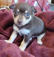 Bear, a male Chihuahua and Pomeranian for sale in Blue Lake, CA – 1 of 1