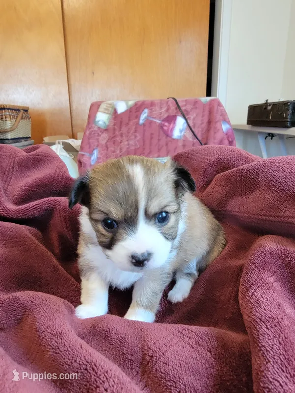 Cheyenne – Chihuahua, Pomeranian puppy for sale in Blue Lake, CA