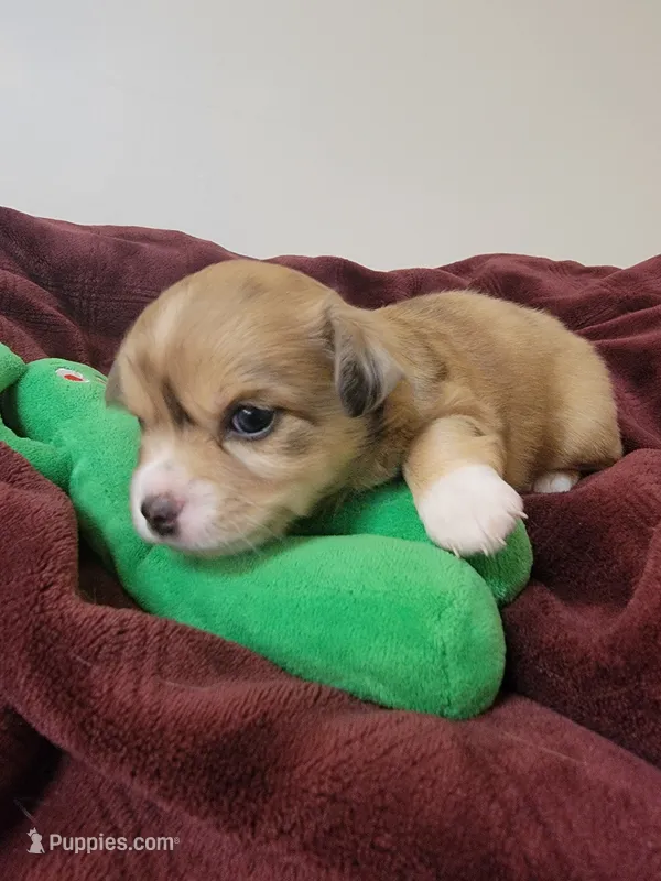 Macy – Chihuahua puppy for sale in Blue Lake, CA