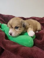 Macy, a female Chihuahua for sale in Blue Lake, CA – 1 of 1