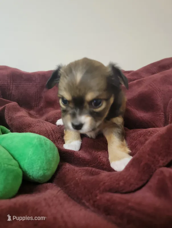 Star – Chihuahua puppy for sale in Blue Lake, CA