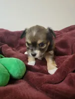 Star, a female Chihuahua for sale in Blue Lake, CA – 1 of 1