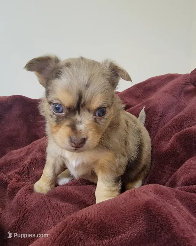 Blue – Chihuahua puppy for sale in Blue Lake, CA