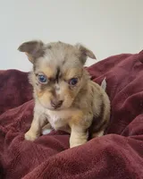 Blue, a female Chihuahua for sale in Blue Lake, CA – 1 of 1