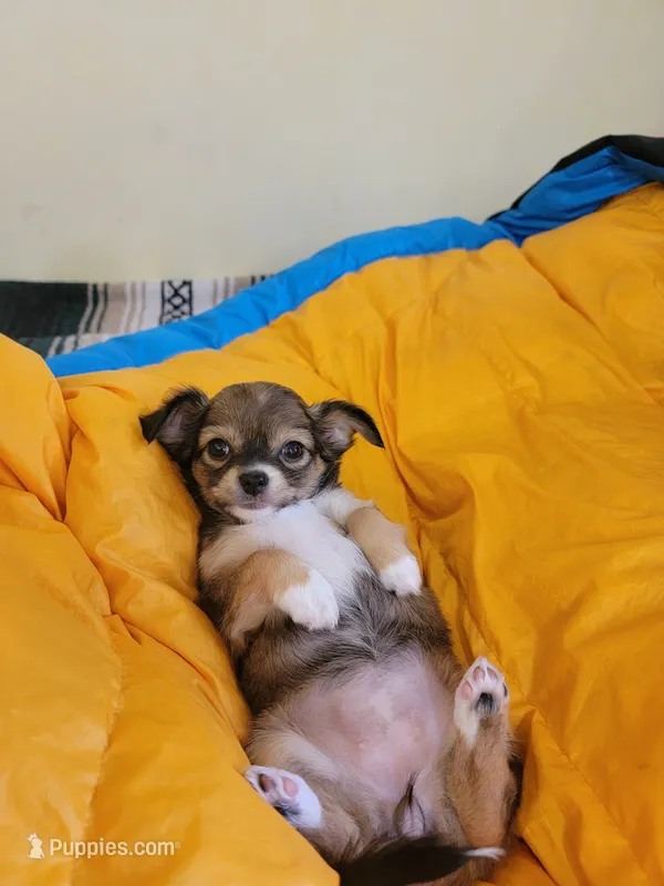 Star – Chihuahua puppy for sale in Blue Lake, CA