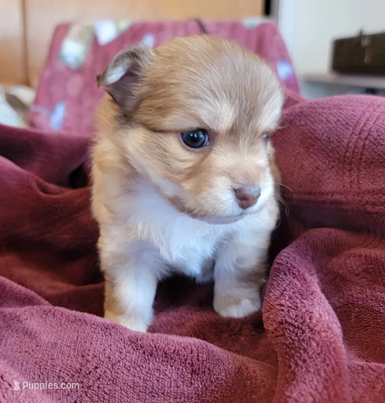 Taz – Chihuahua, Pomeranian puppy for sale in Blue Lake, CA